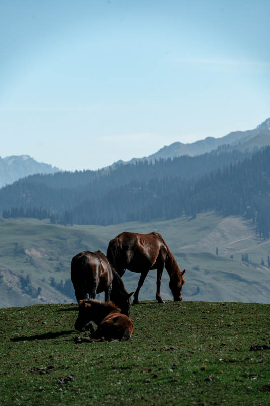 辽阔草原两匹骏马在蓝天白云下悠然低头吃草