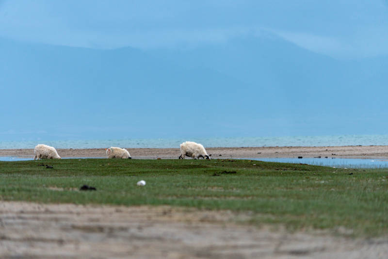 美丽阳光下草原湖畔三只绵羊安静吃草景象