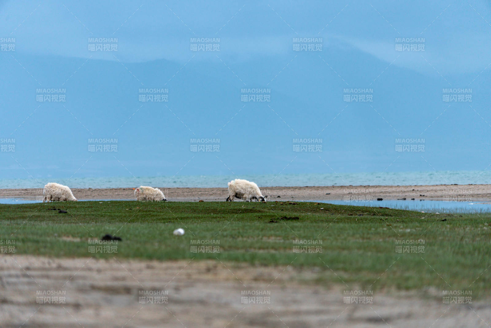 美丽阳光下草原湖畔三只绵羊安静吃草景象