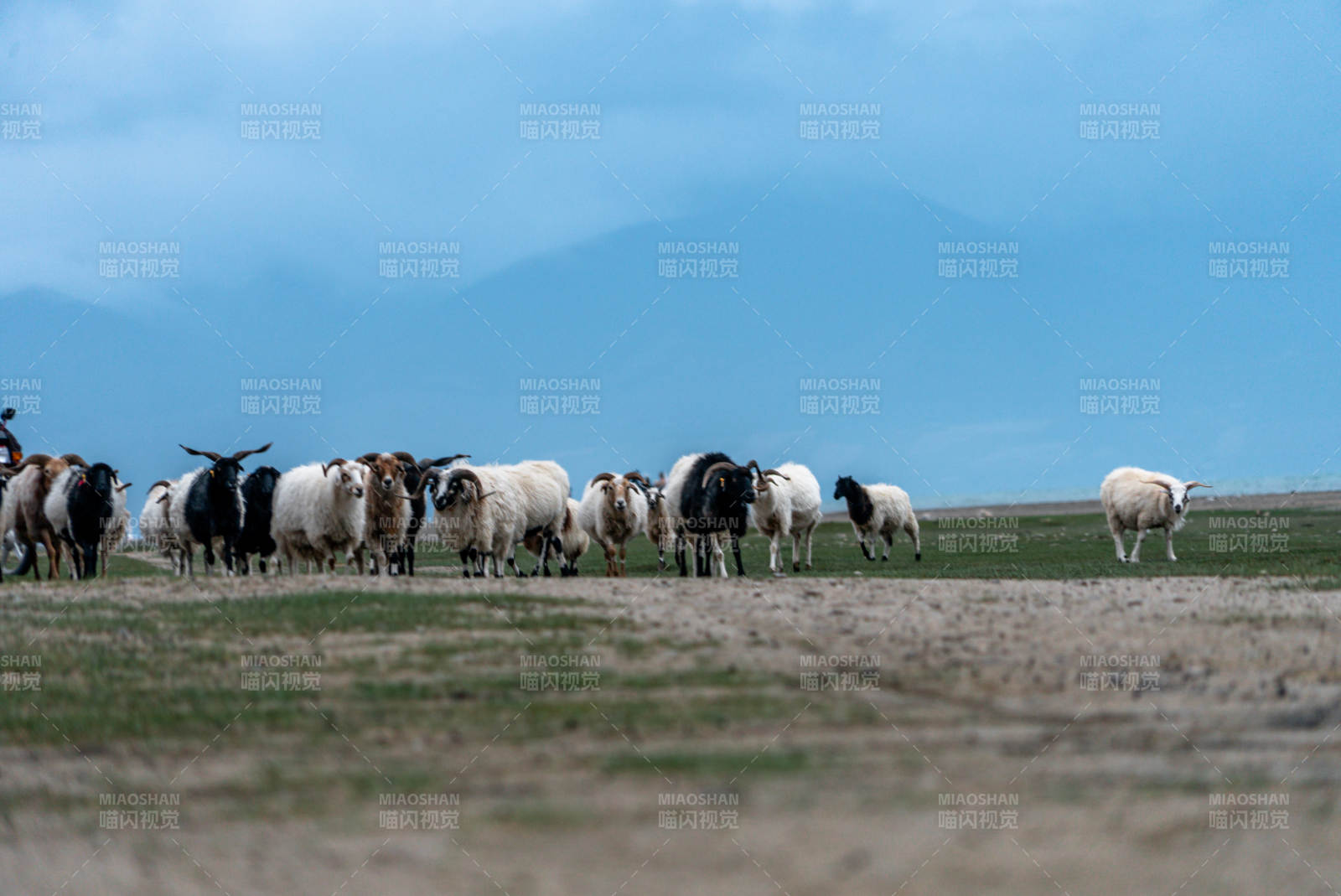 美丽阳光下草原湖畔羊群牧场安静吃草景象