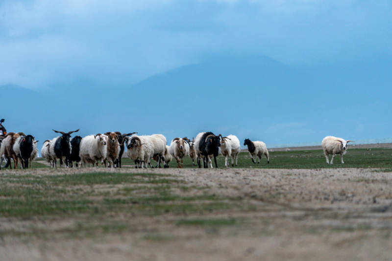 美丽阳光下草原湖畔羊群牧场安静吃草景象
