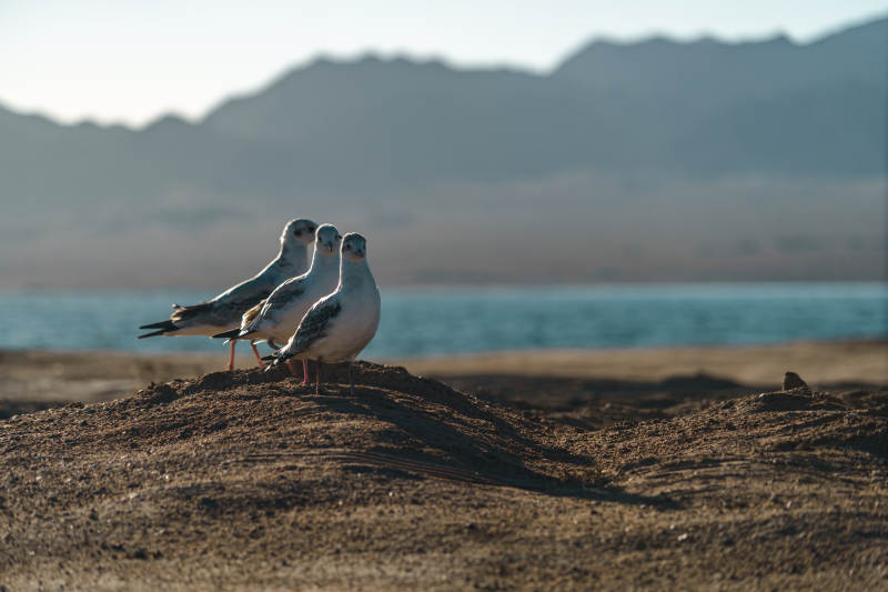 寧靜湖畔巖石上棲息的海鷗群雄偉山脈景色
