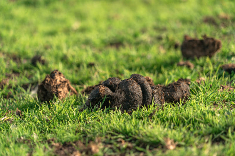 青草地马粪牛粪天然有机肥料牲畜粪便特写