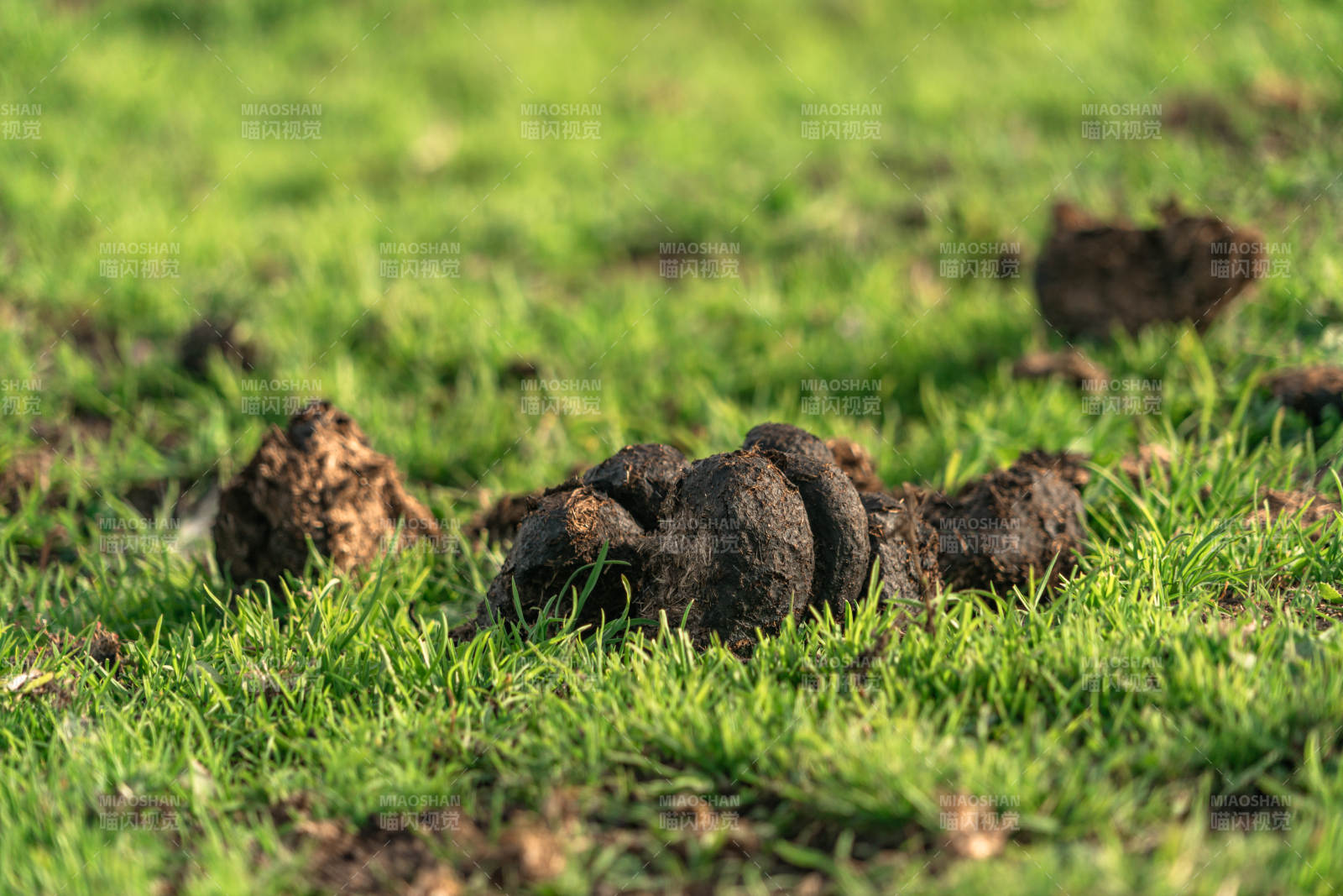 青草地马粪牛粪天然有机肥料牲畜粪便特写