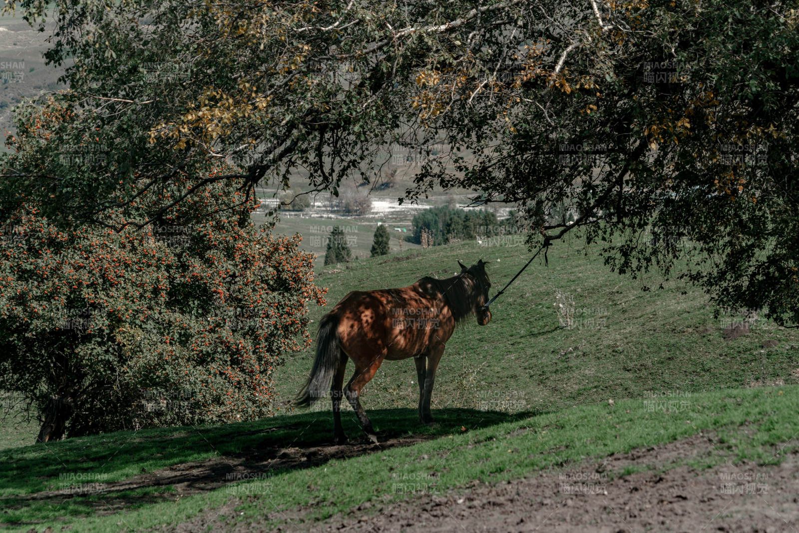 秋天乡间草原树荫下草地拴马的放牧自然生活
