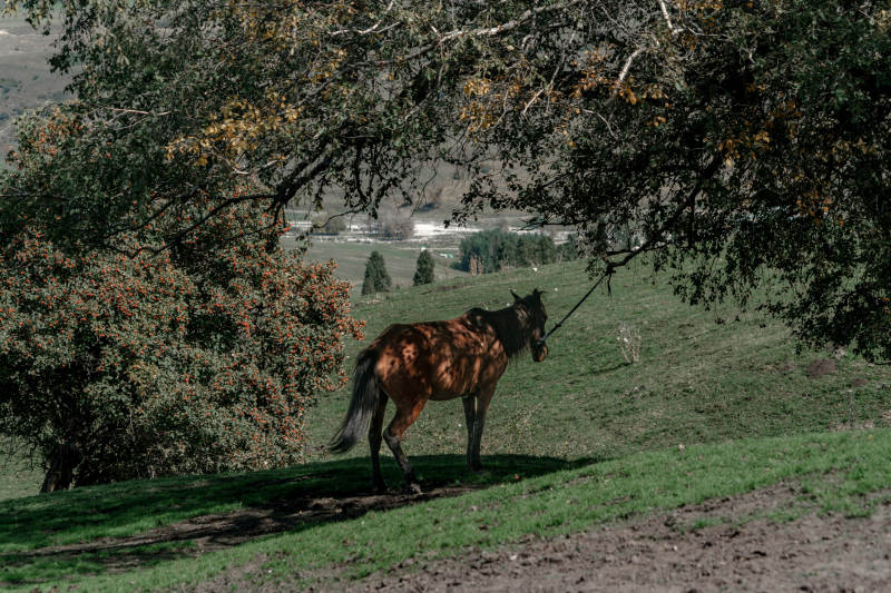秋天乡间草原树荫下草地拴马的放牧自然生活