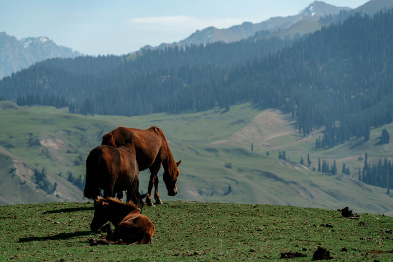 群山环抱草原上悠然自得的马群自然美景