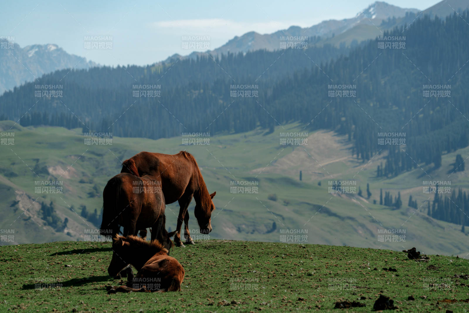 群山环抱草原上悠然自得的马群自然美景