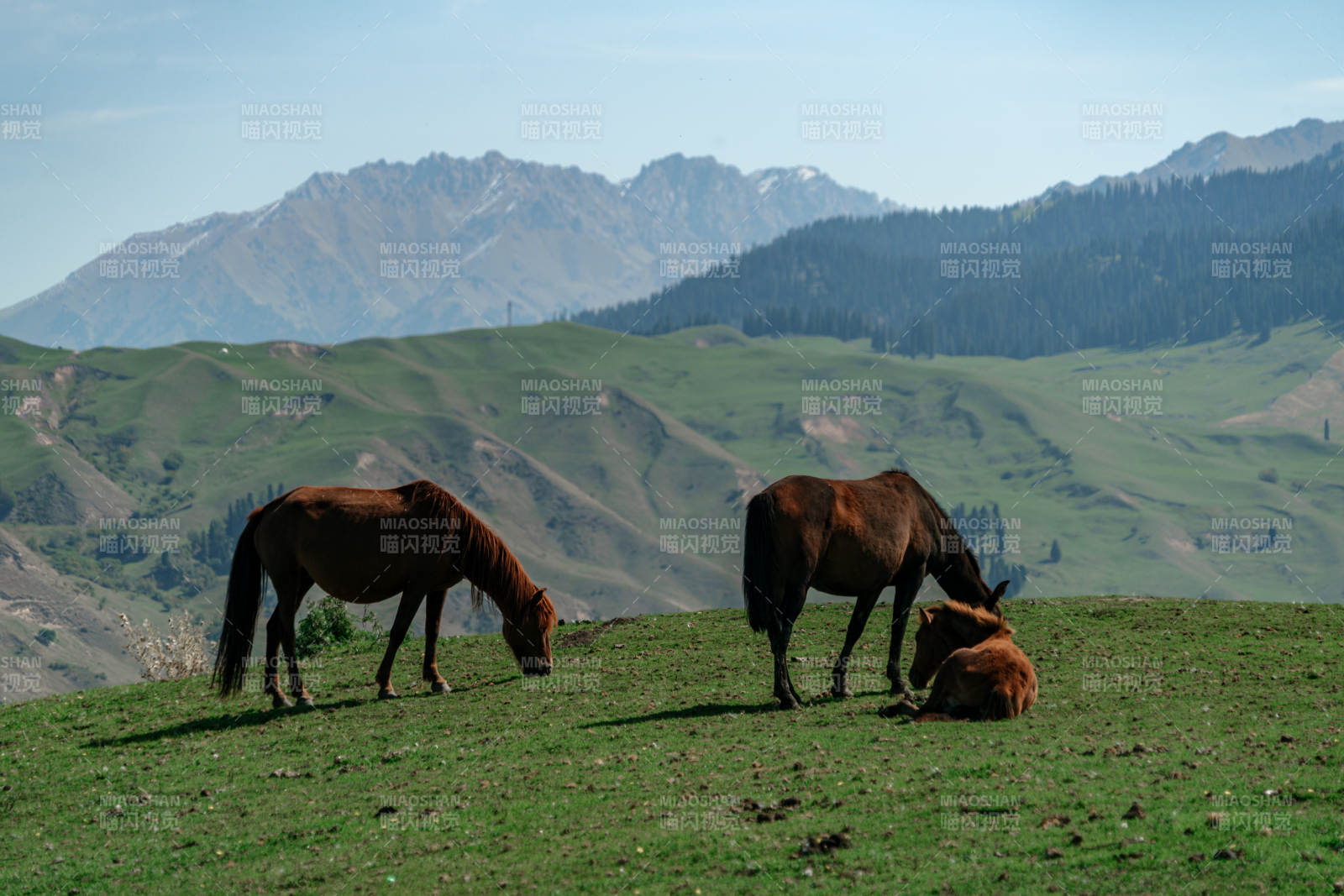 群山环抱绿野间悠然吃草的马群与自然美景