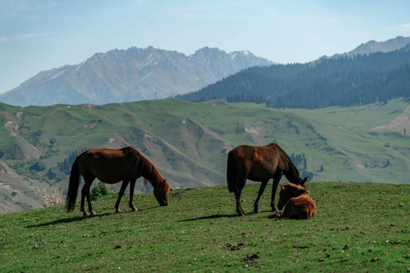群山环抱绿野间悠然吃草的马群与自然美景