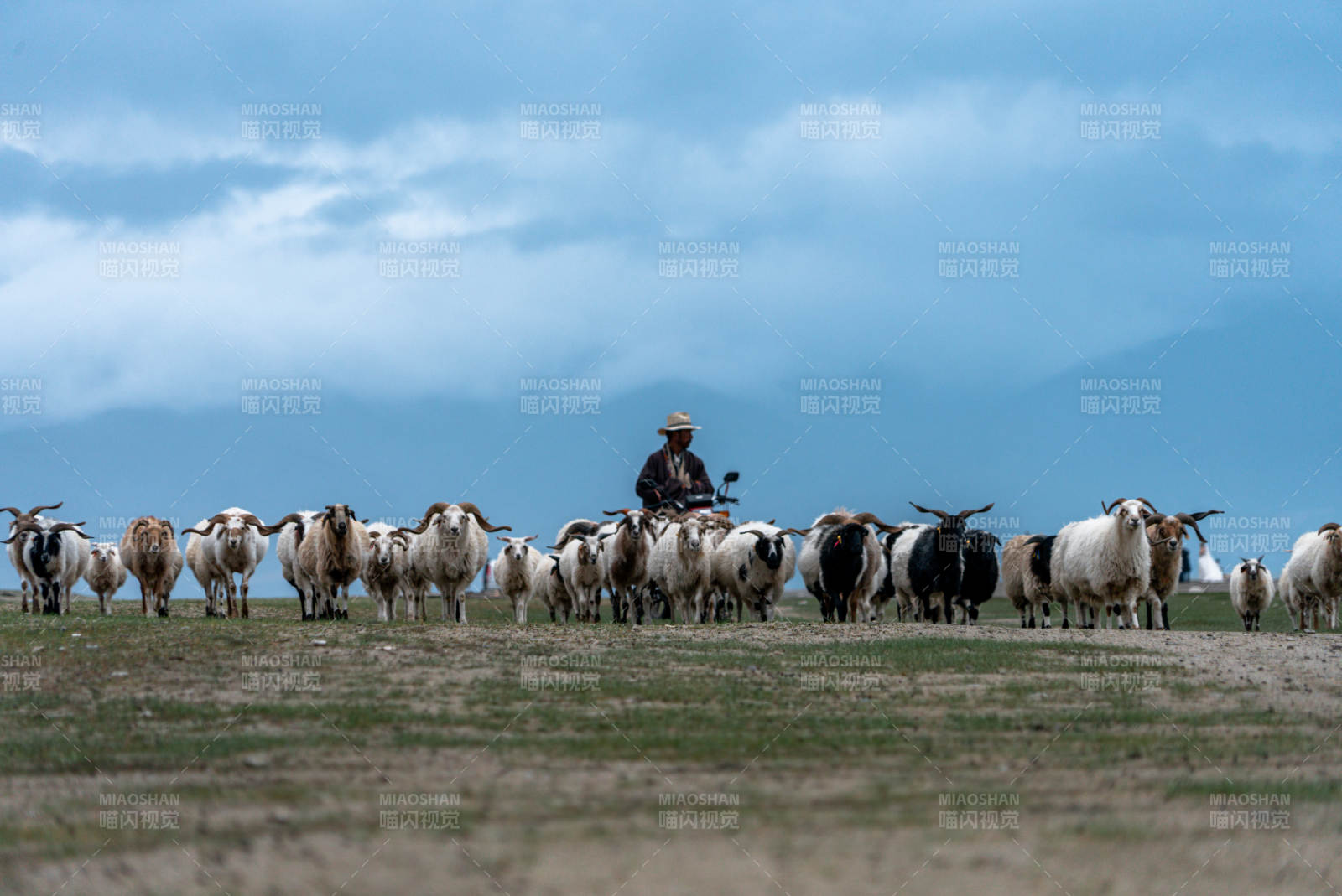 少数民族牧民独自一人草原放牧驱赶羊群牛群