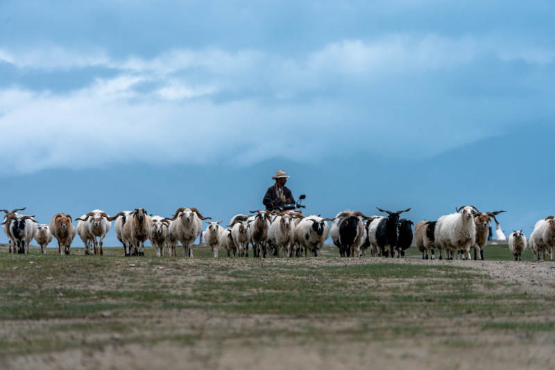 少数民族牧民独自一人草原放牧驱赶羊群牛群