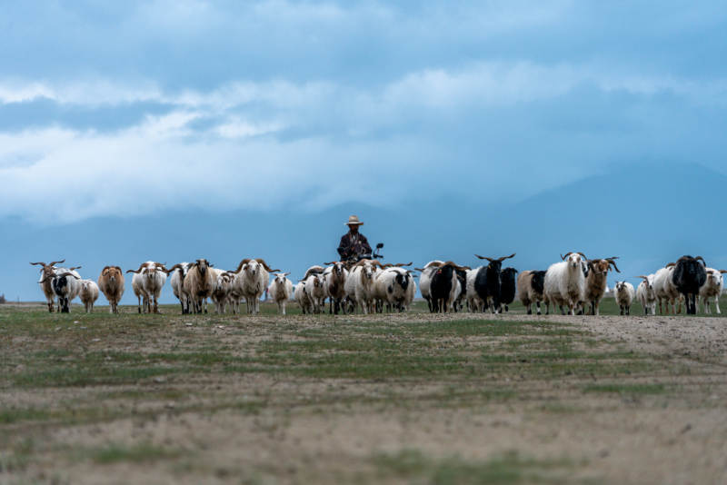 少数民族牧民独自一人在草原放牧赶羊群牛群