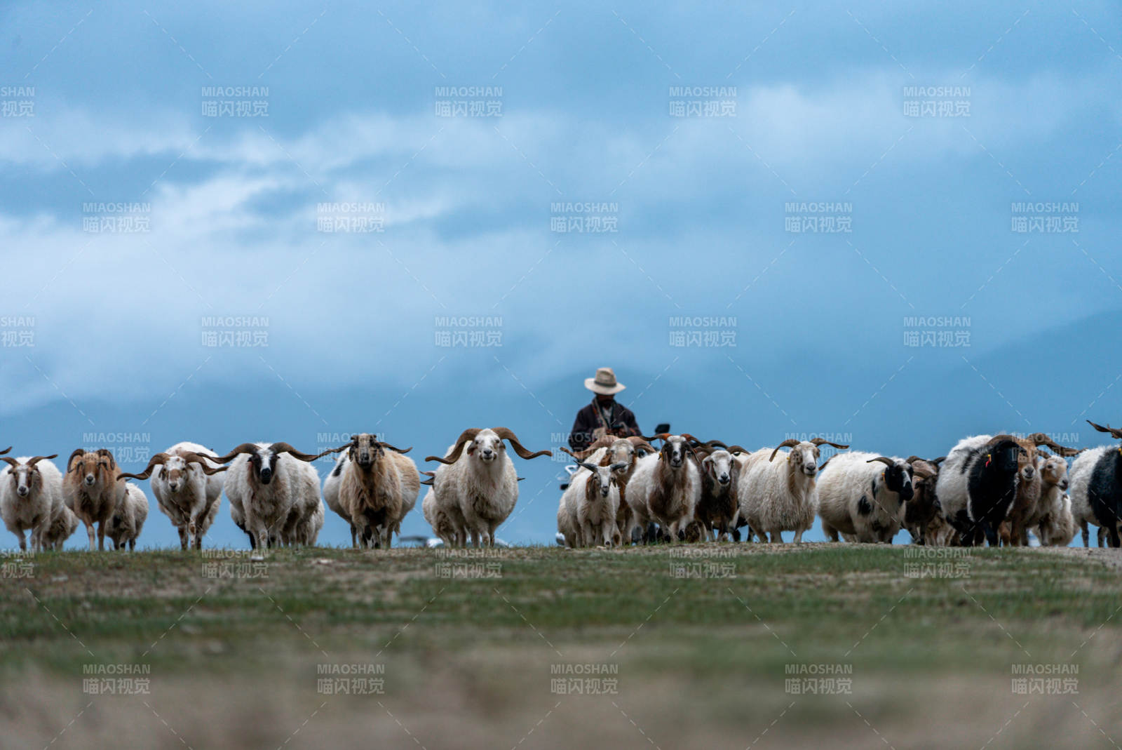 少数民族牧民独自在草原放牧赶羊群和牛群