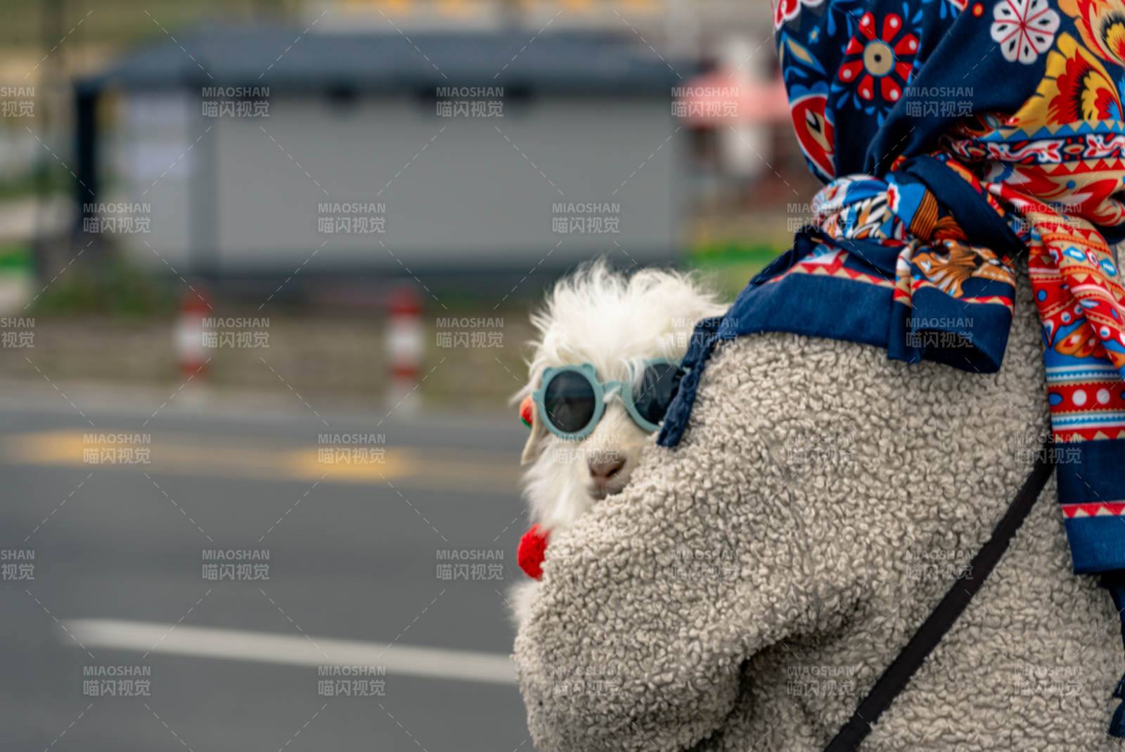 时尚萌宠小羊戴墨镜耳坠与主人在户外互动