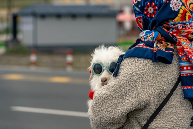 时尚萌宠小羊戴墨镜耳坠与主人在户外互动