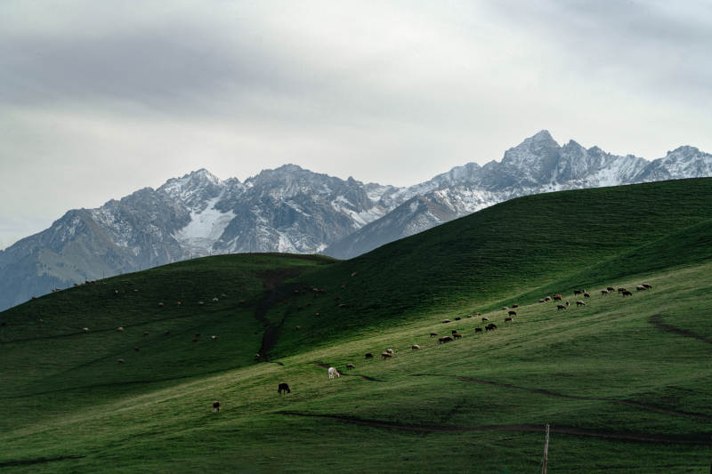 巍峨雪山之下牧场翠绿草原放牧羊群悠然吃草
