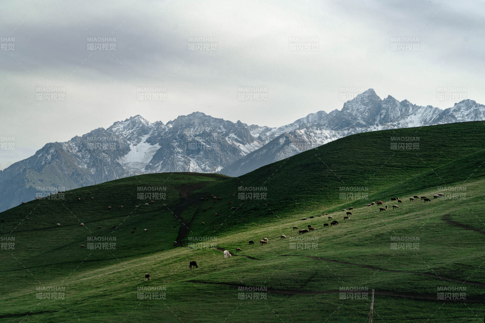 巍峨雪山之下牧场翠绿草原放牧羊群悠然吃草
