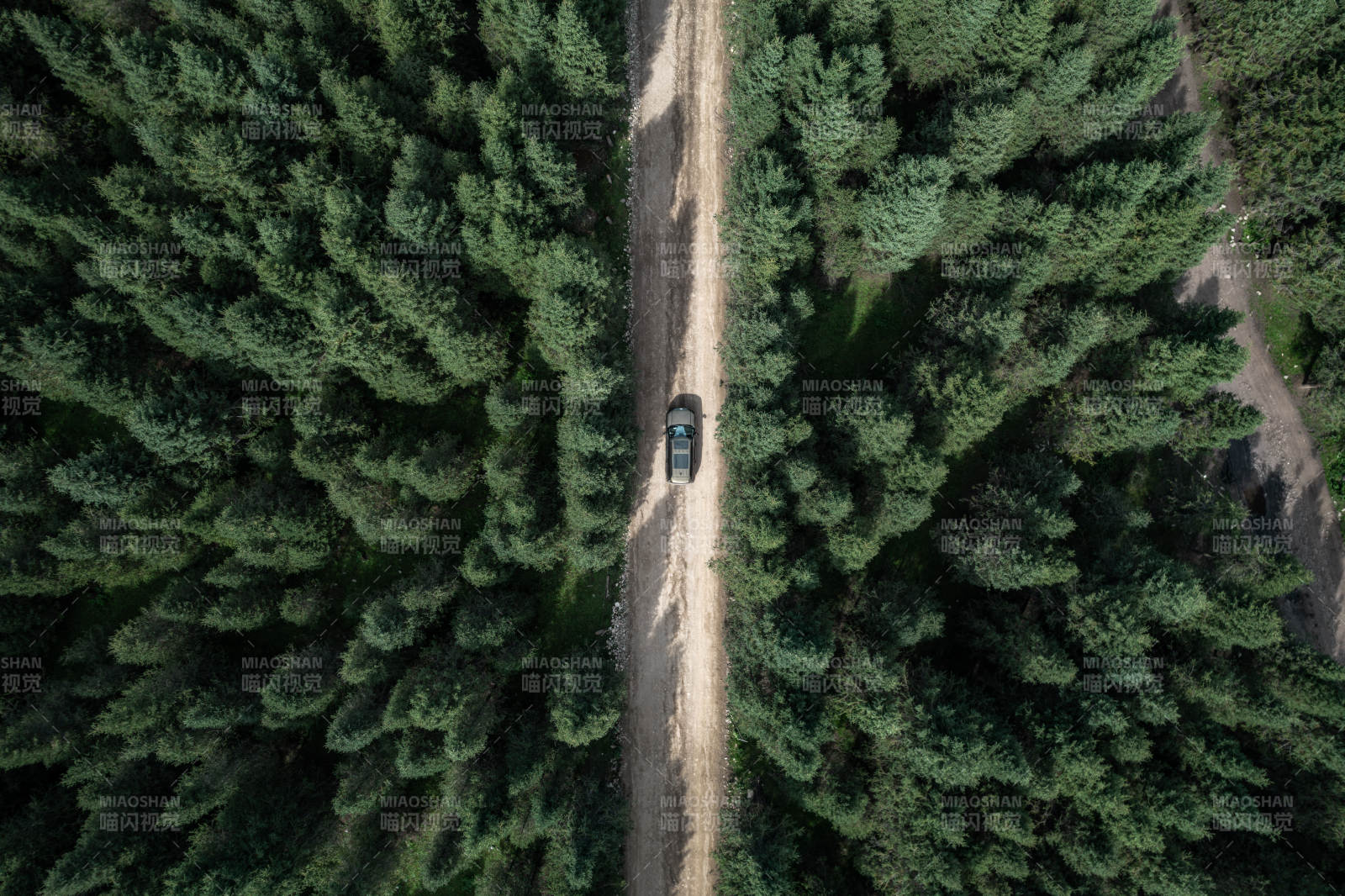 新疆伊犁百里畫廊針葉林間森林道路汽車行駛
