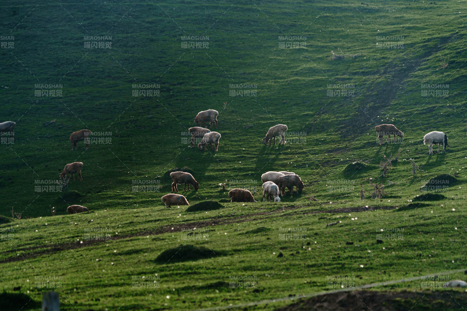 阳光下绿意盎然山坡上羊群悠然吃草和谐生态