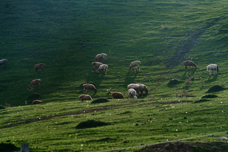 阳光下绿意盎然山坡上羊群悠然吃草和谐生态