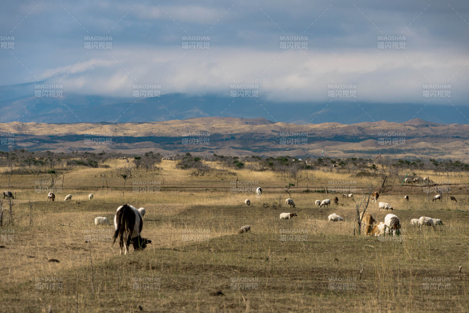 远处山峦连绵草原牧场牛羊成群低头吃草景象
