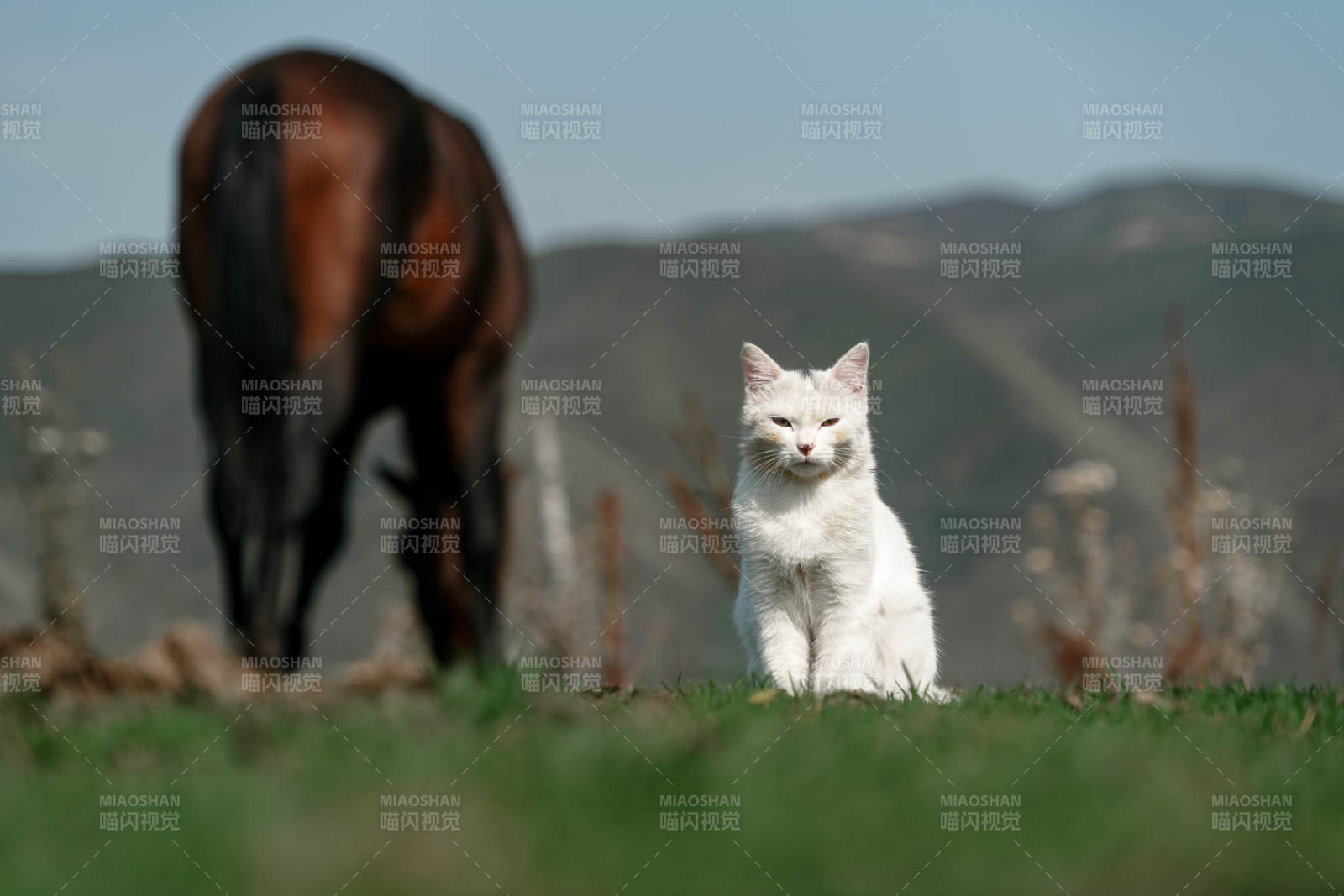 在草原草地上的白色小貓轉頭和野生棕馬吃草