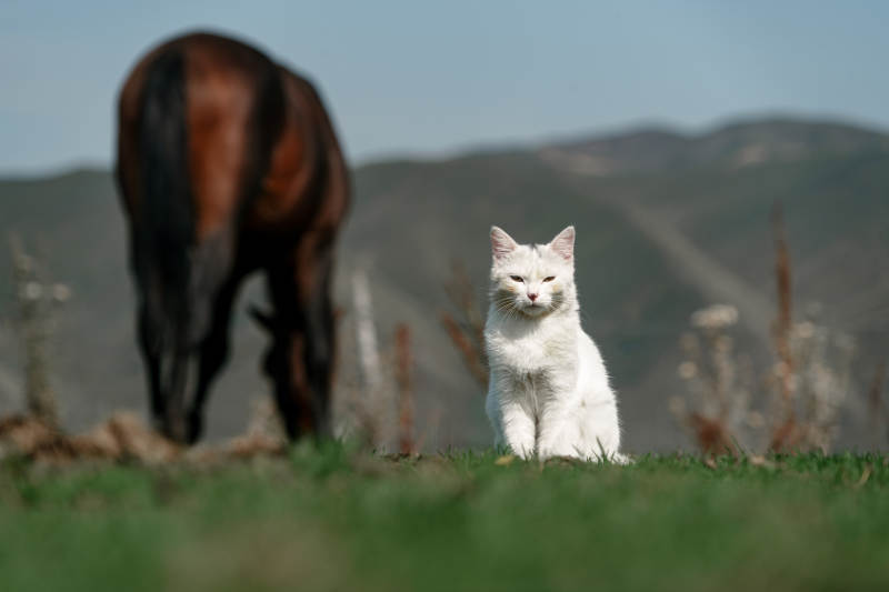 在草原草地上的白色小貓轉頭和野生棕馬吃草