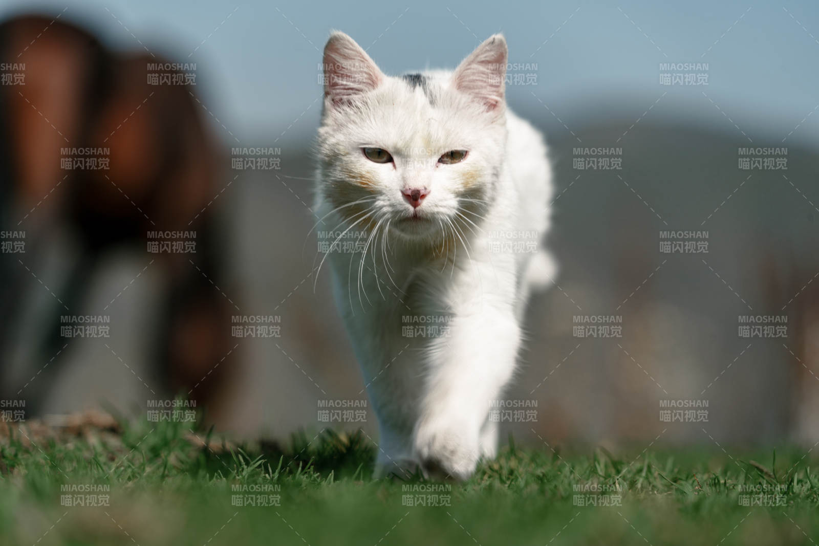 在草原草地上漫步行走的白色小猫和野生棕马