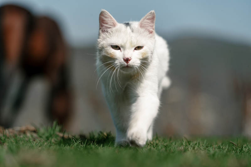 在草原草地上漫步行走的白色小貓和野生棕馬