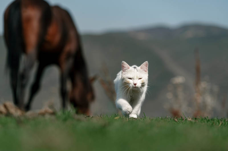 在草原草地上行走的白色小貓和野生棕馬吃草