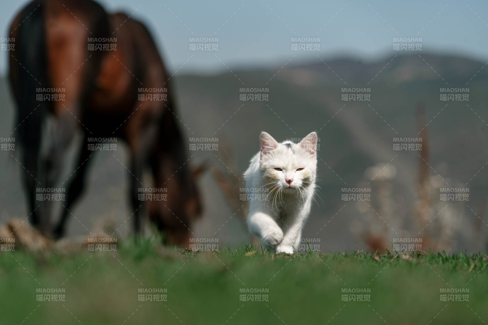 在草原草地上行走的白色小貓和野生棕馬吃草