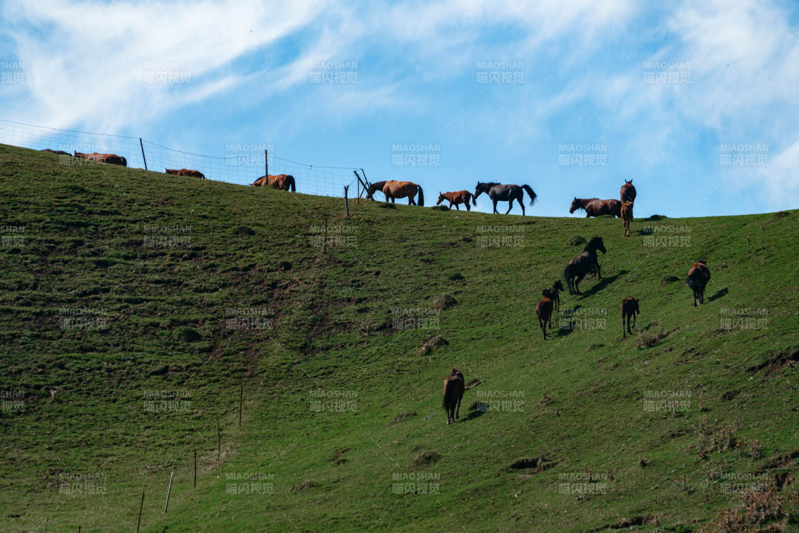 在绿草如茵的山坡上一群马儿悠然自得地散步