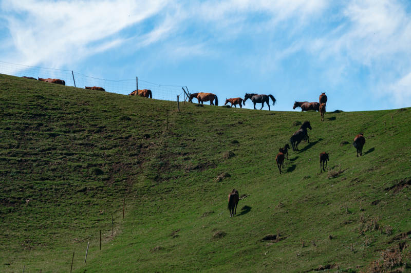 在绿草如茵的山坡上一群马儿悠然自得地散步