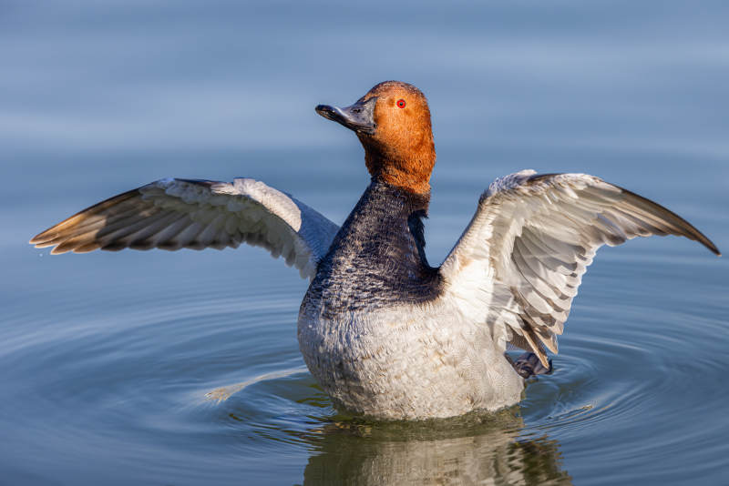 紅頭潛鴨展翅水間