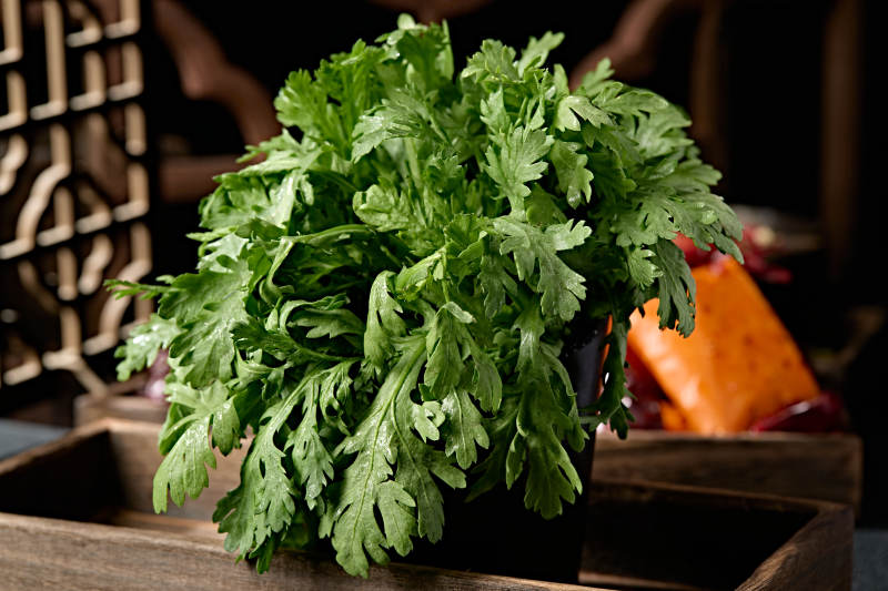 新鲜的火锅食材茼蒿蒿子秆