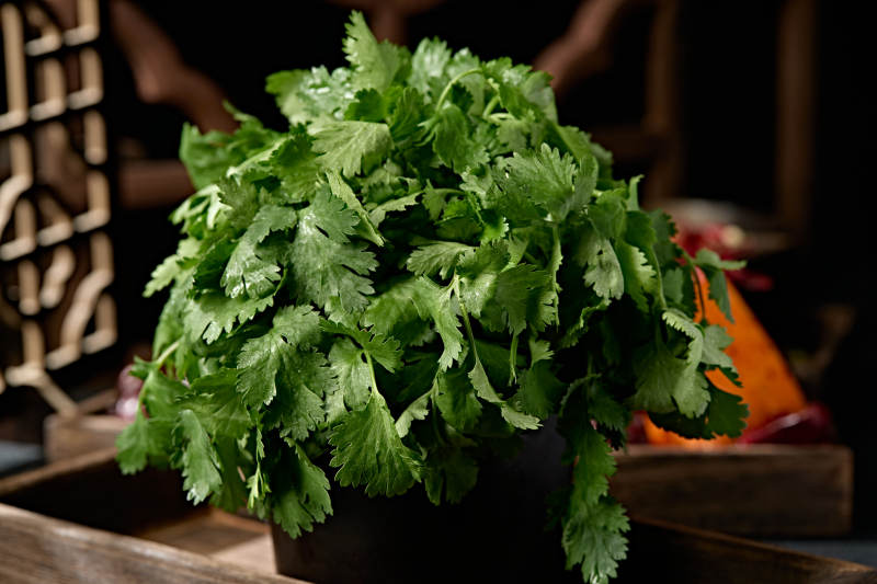 新鲜的火锅食材新鲜香菜