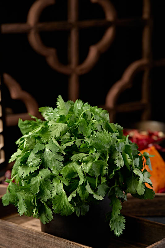 新鲜的火锅食材新鲜香菜