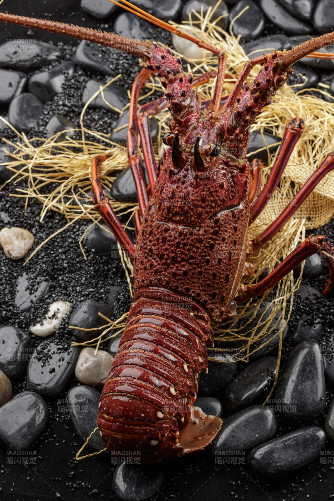黑色鹅卵石上的活龙虾