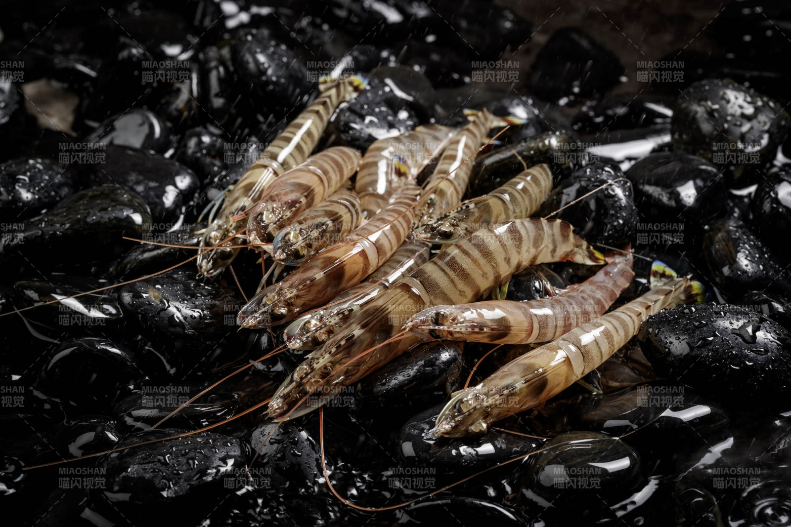 黑色鵝卵石上的鮮活基圍蝦