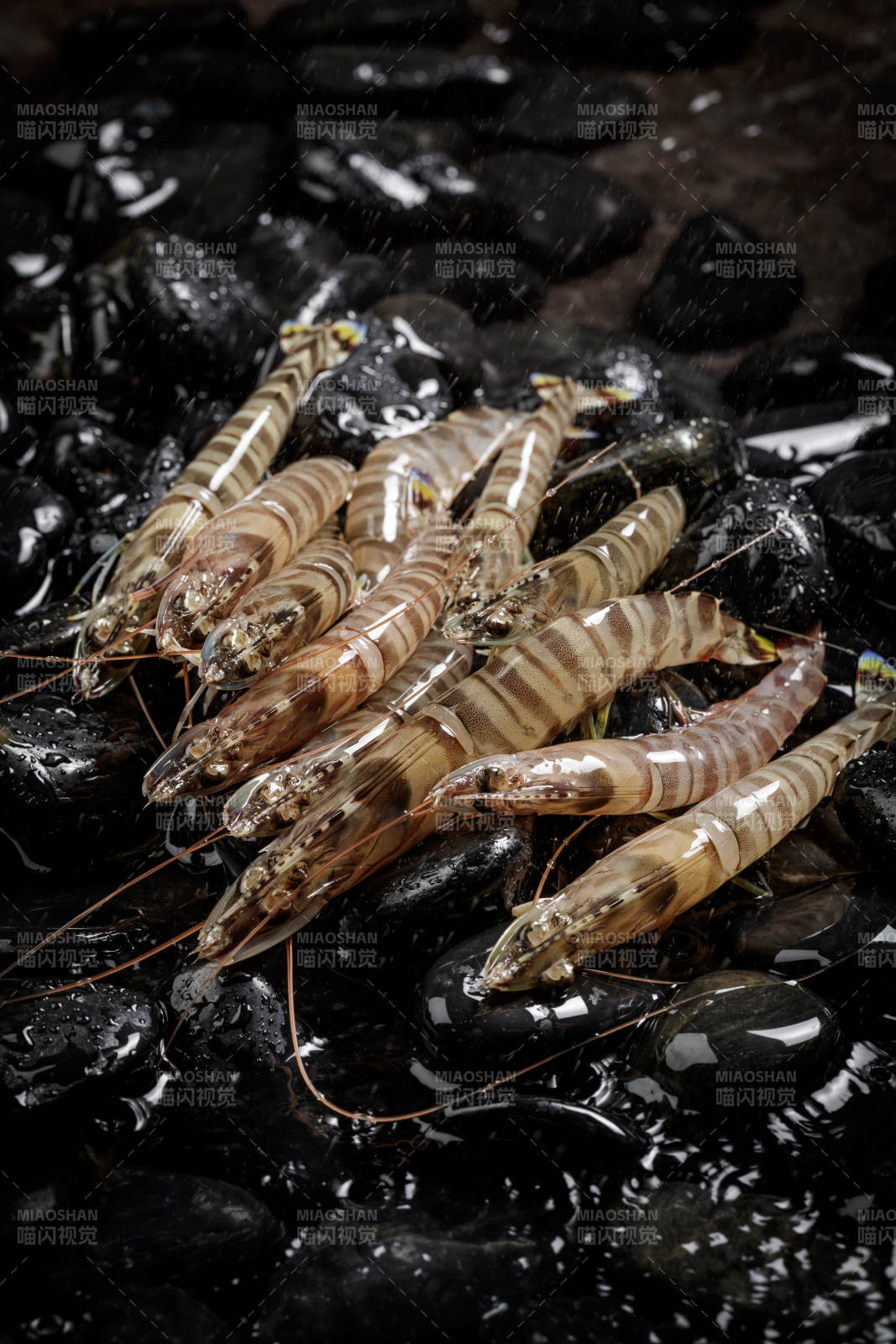 黑色鵝卵石上的鮮活基圍蝦