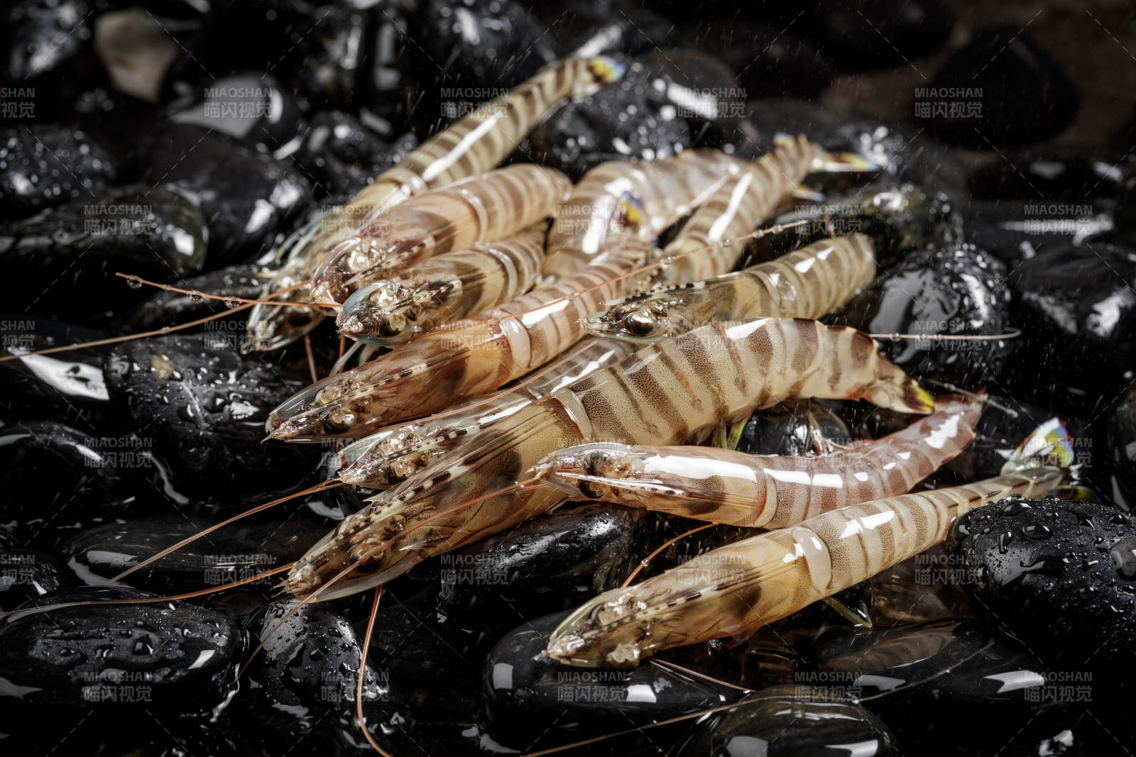 黑色鵝卵石上的鮮活基圍蝦