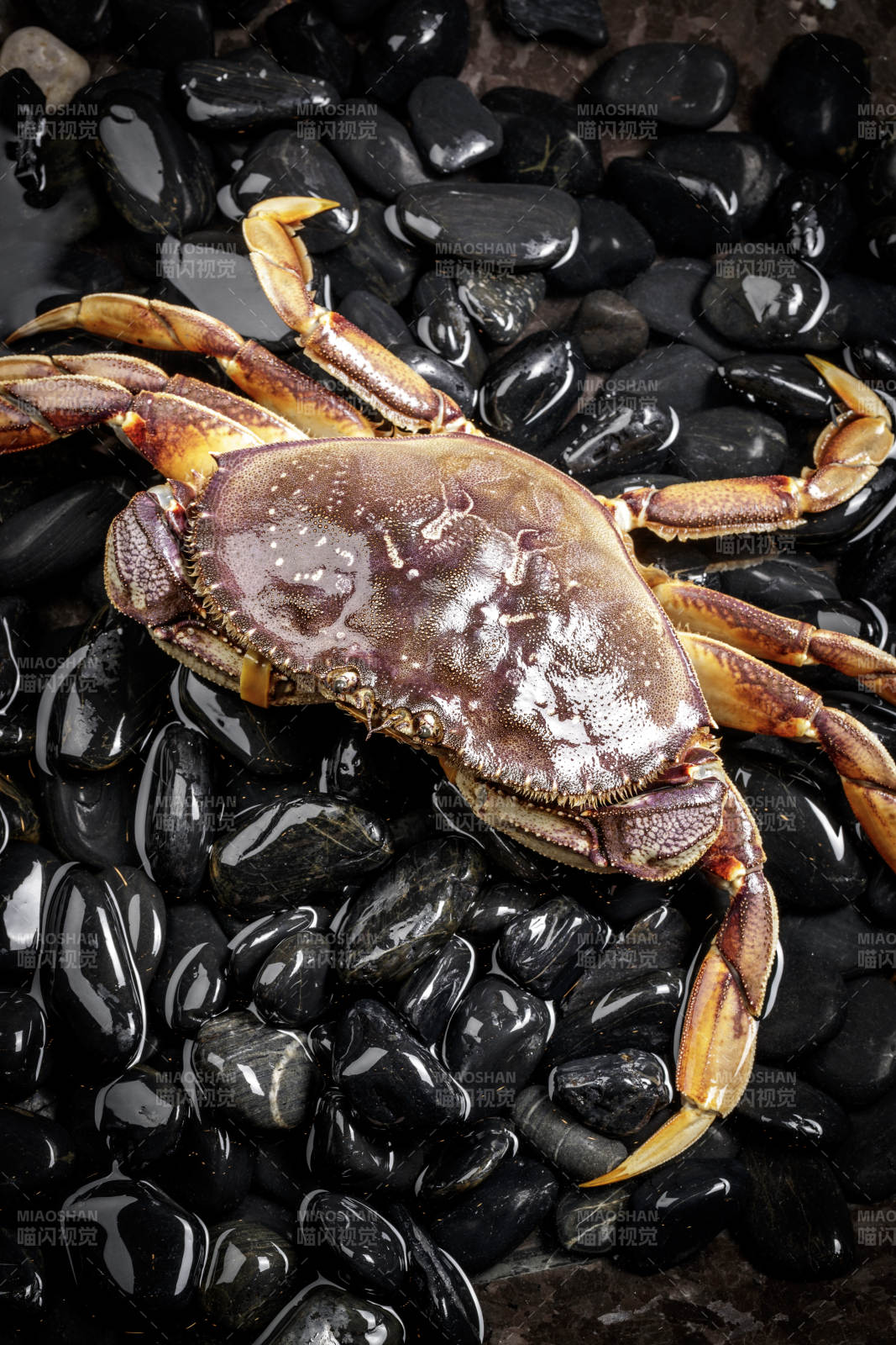 黑色鵝卵石上的鮮活多寶蟹