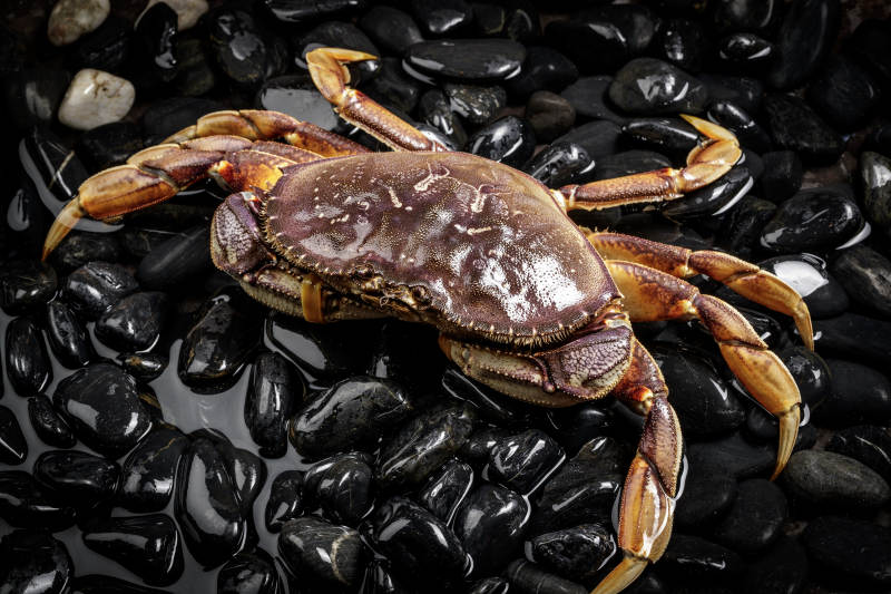 黑色鹅卵石上的鲜活多宝蟹