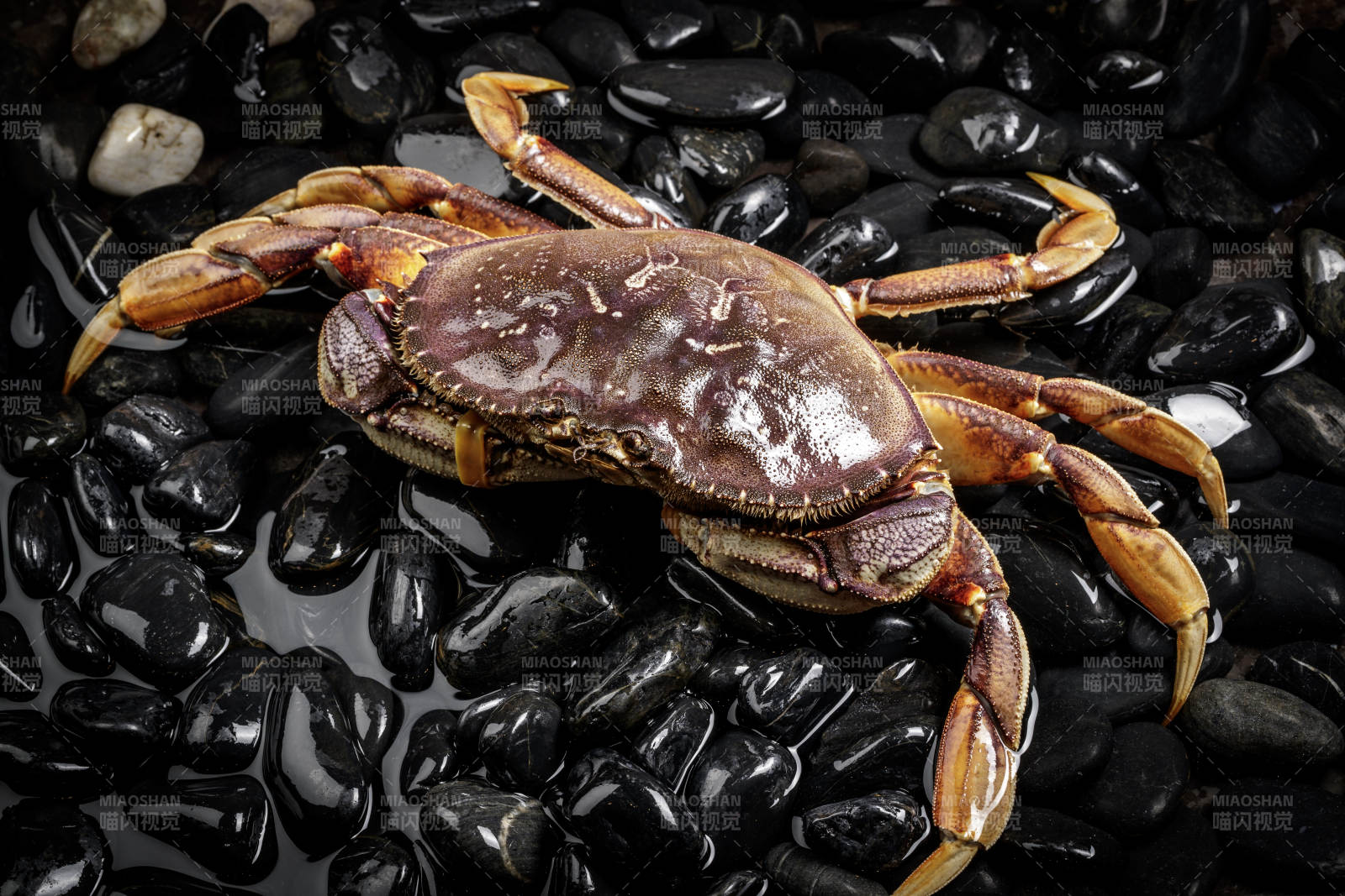 黑色鹅卵石上的鲜活多宝蟹