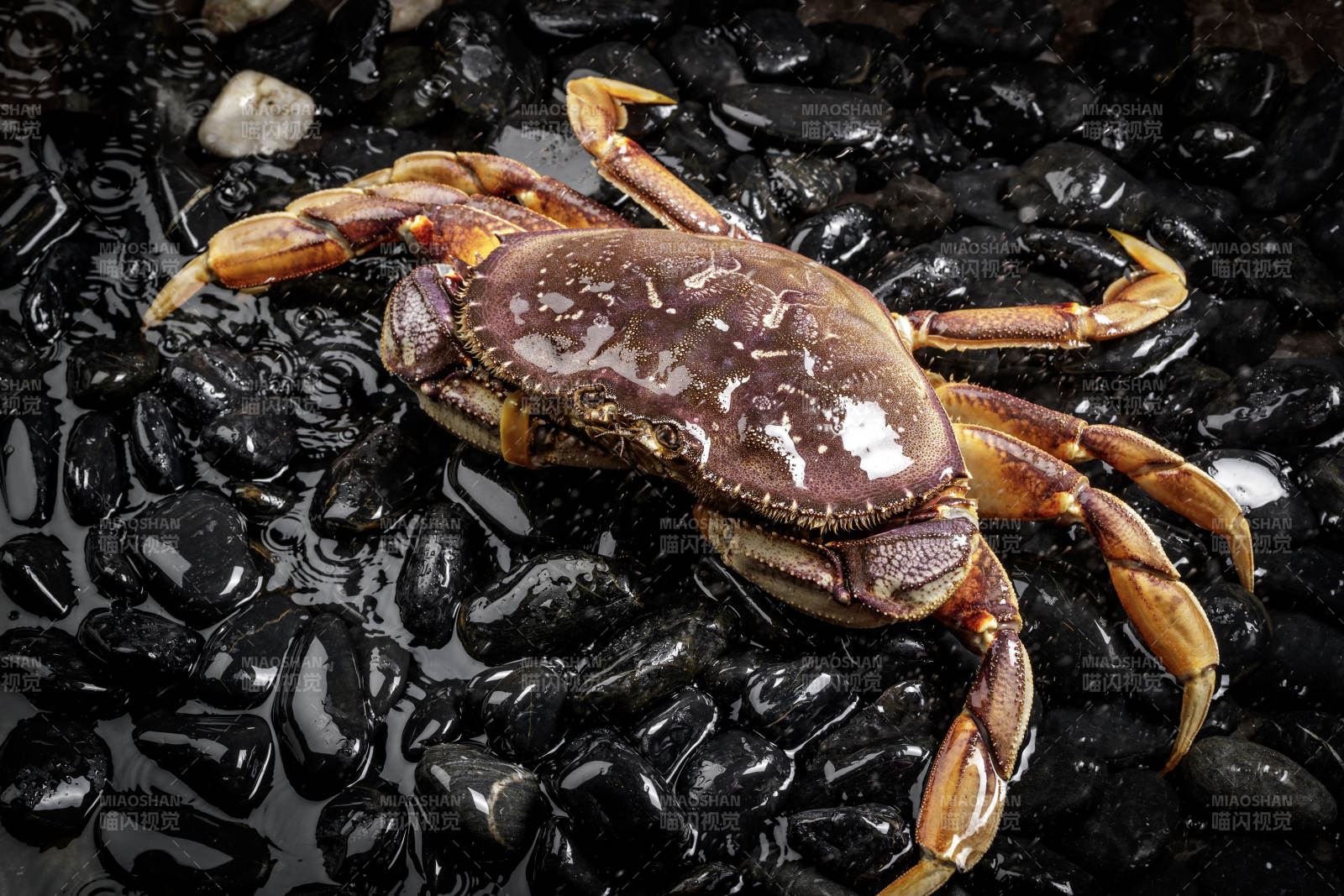 黑色鹅卵石上的鲜活多宝蟹