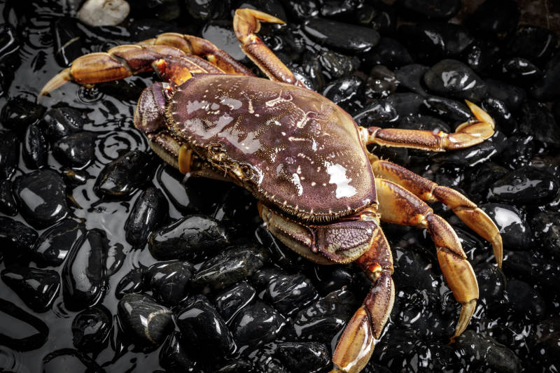 黑色鵝卵石上的鮮活多寶蟹