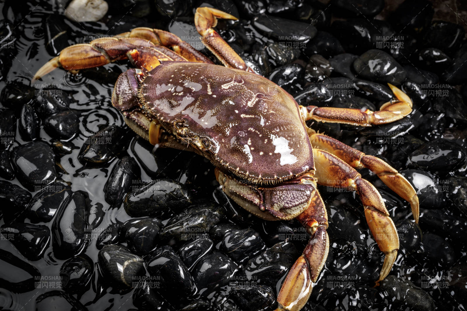 黑色鵝卵石上的鮮活多寶蟹