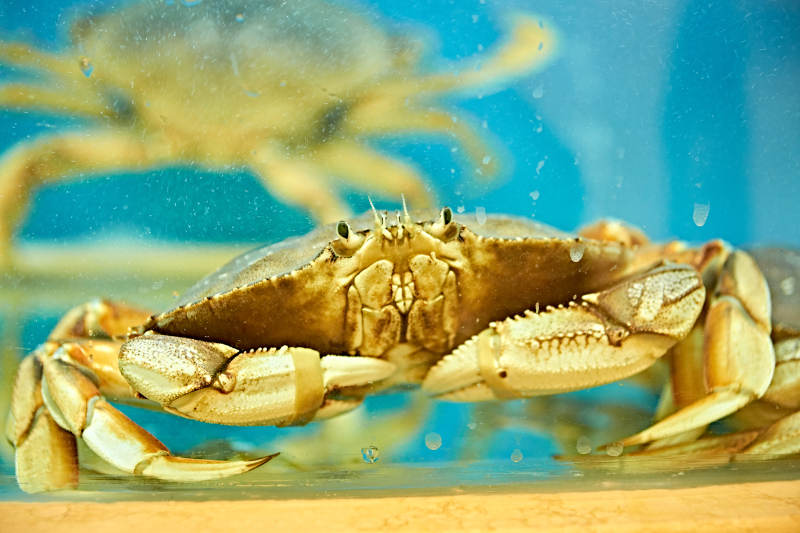 新鮮面包蟹