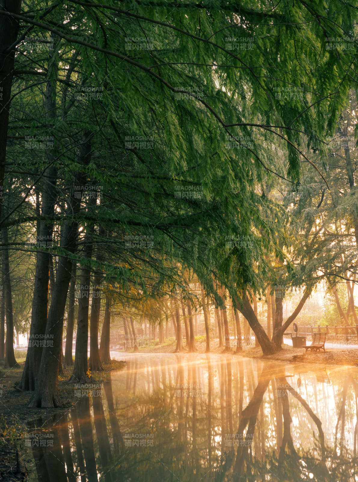 晨光林影水映树